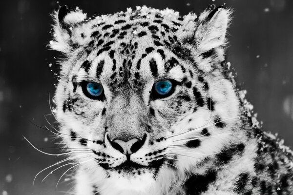 Leopardo de las Nieves-retrato en blanco y negro