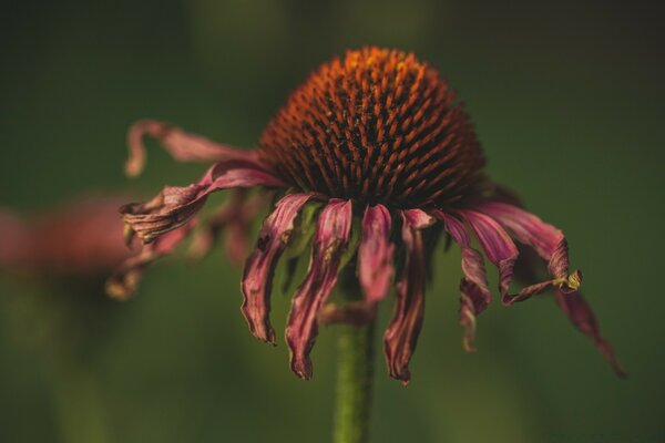 Vintage flor roja al aire libre