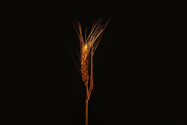 On a black background, a golden ear