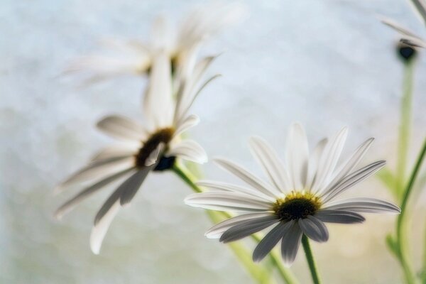 Beautiful summer daisies and an insect