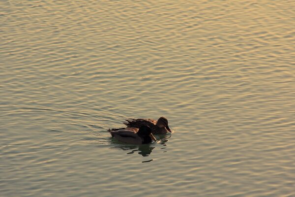 Dos patos nadan en un estanque