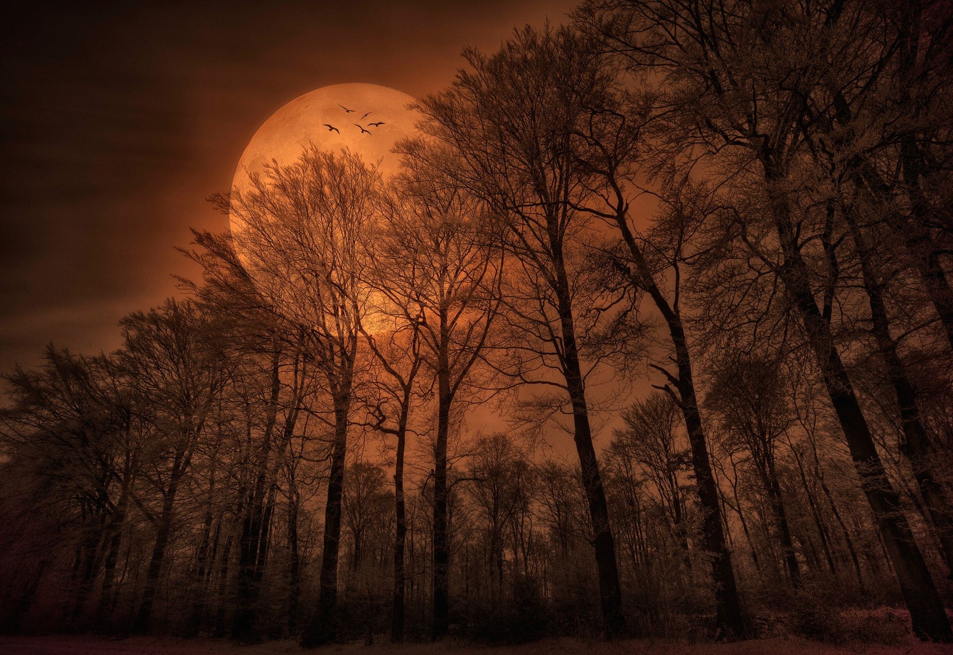 nacht abenddämmerung abenddämmerung nebel dämmerung baum landschaft nebel herbst holz sonnenuntergang winter natur sonne moody hintergrundbeleuchtung licht gutes wetter wetter