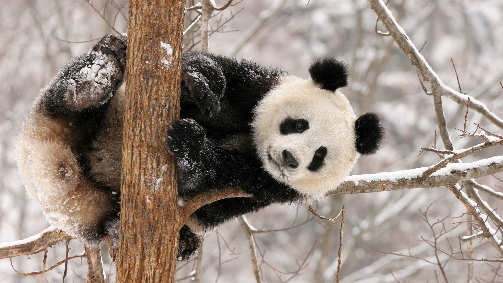 erbivori inverno albero animale natura fauna selvatica mammifero neve legno freddo all aperto selvaggio carino pelliccia gelo