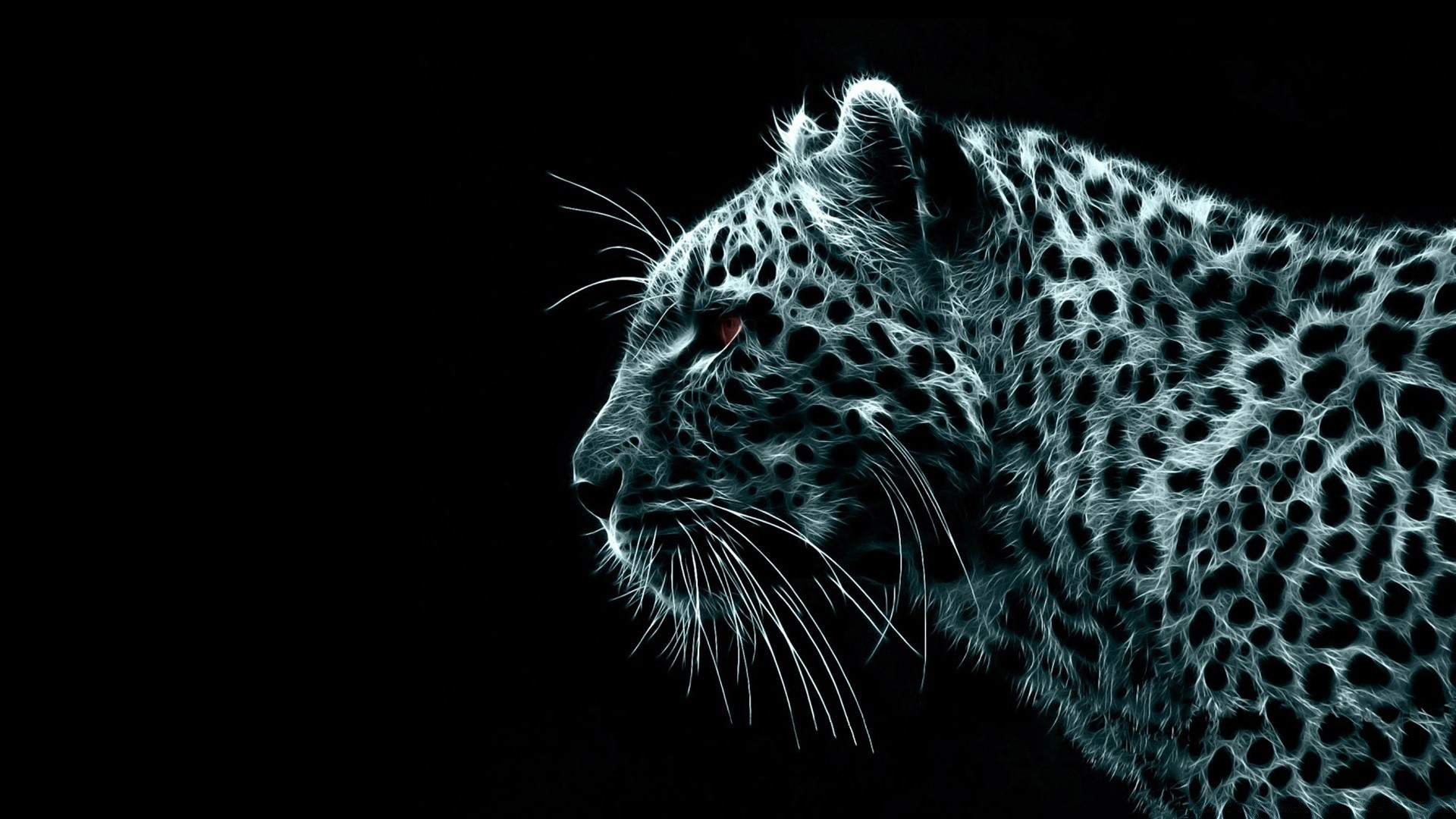 black cat wildlife danger animal leopard predator