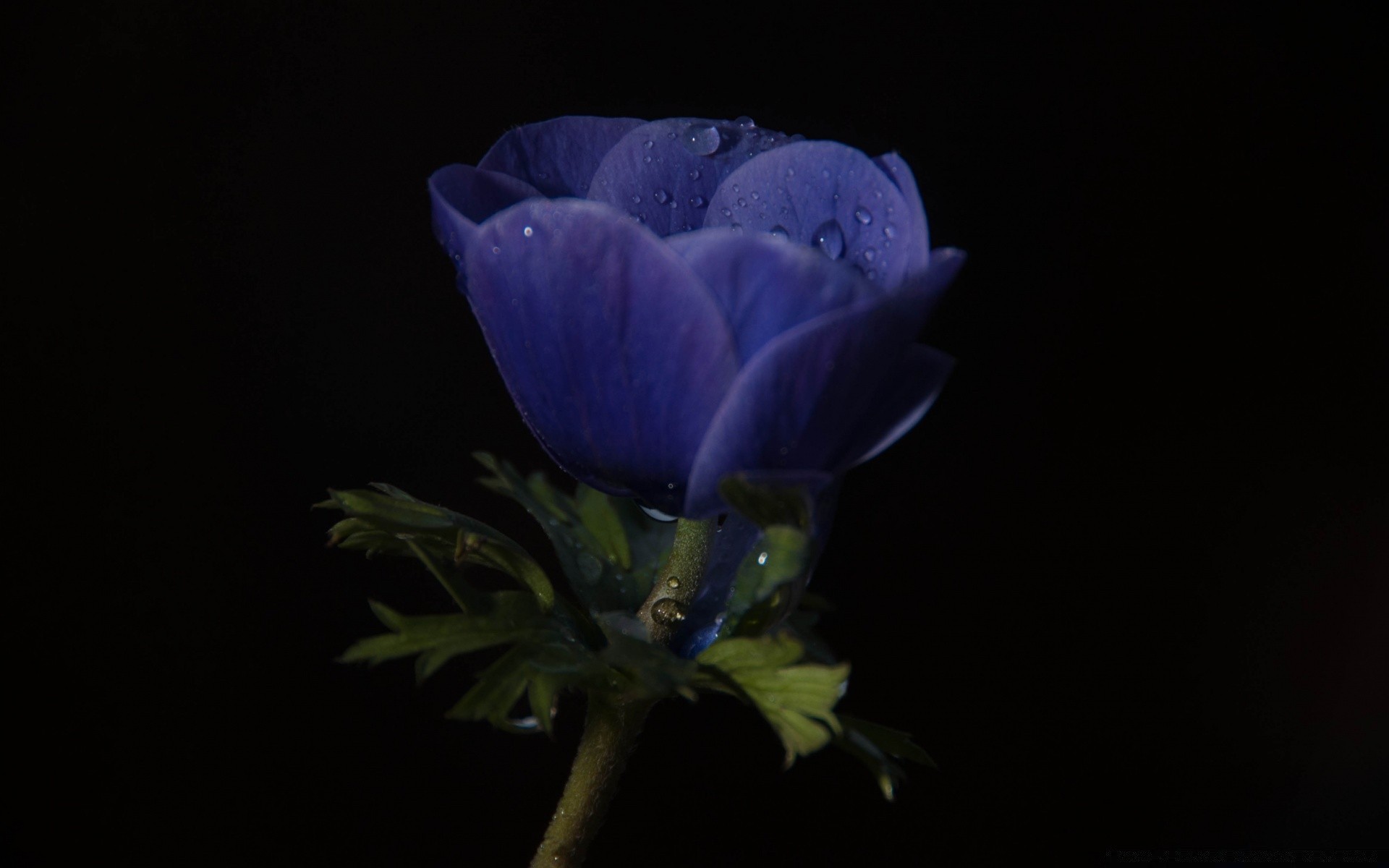 黑色 花卉 自然 植物群 叶 颜色 花园 桌面 光 花瓣 美丽 细腻