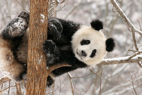 Panda na drzewie zimą