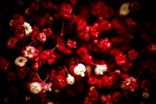 Pequeñas flores rojas por un arbusto grande