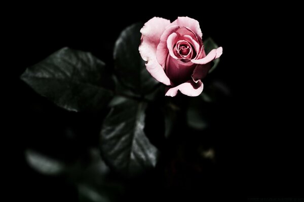 Pink rose on a black background