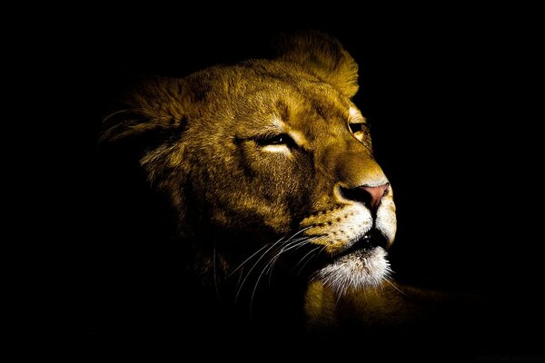 Lioness on a black background