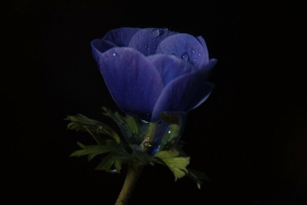 Fleur épanouie dans la rosée du matin