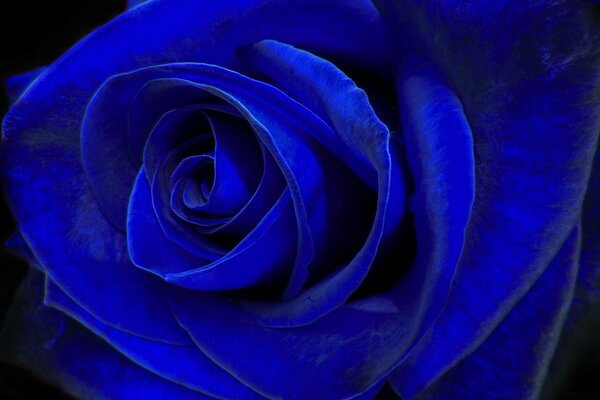 Rosa romántica azul para regalo