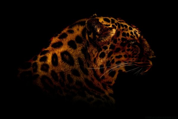 Leopardo non in natura