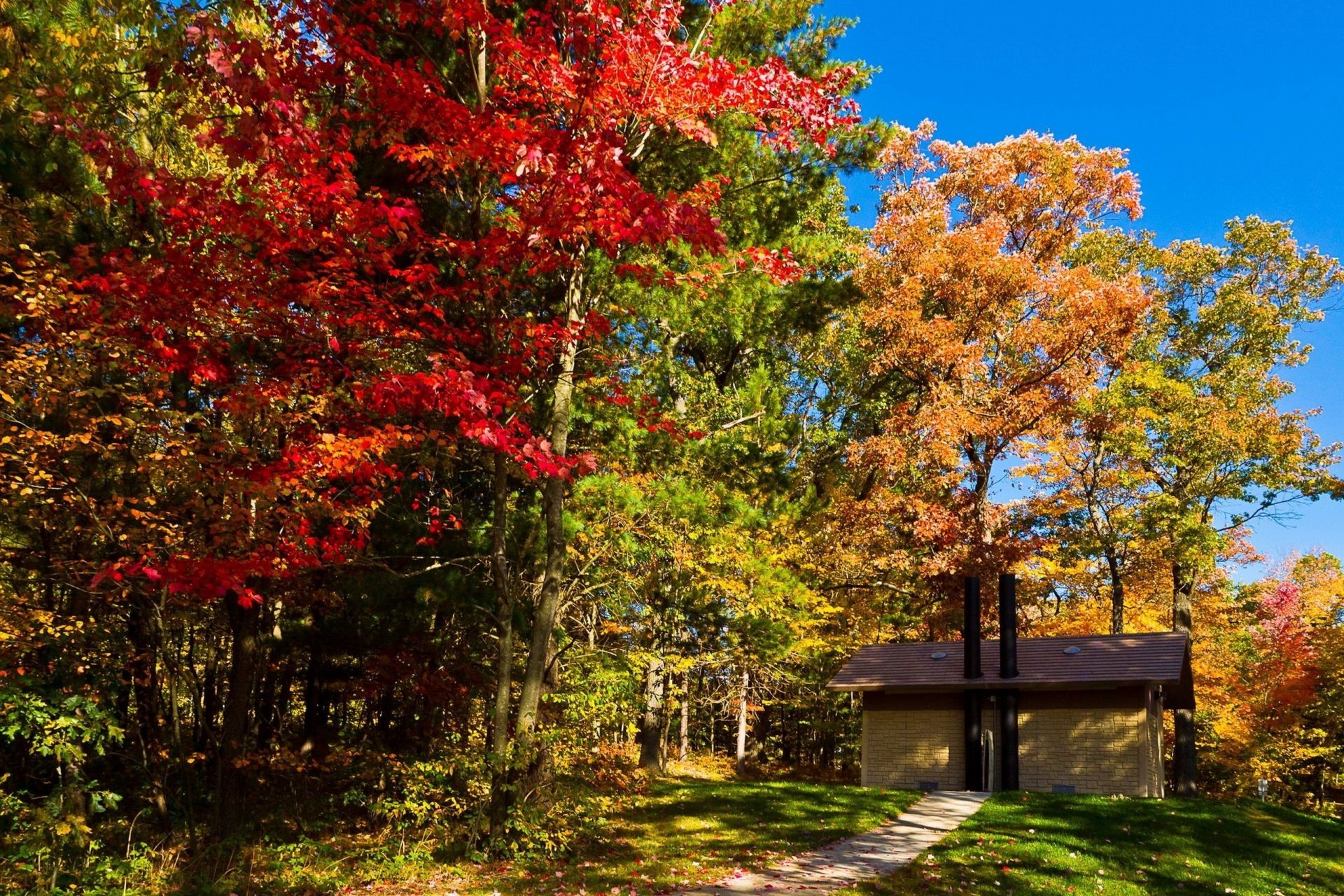 automne arbre automne feuille parc nature saison paysage bois extérieur érable jardin scénique branche couleur flore environnement rural lumineux