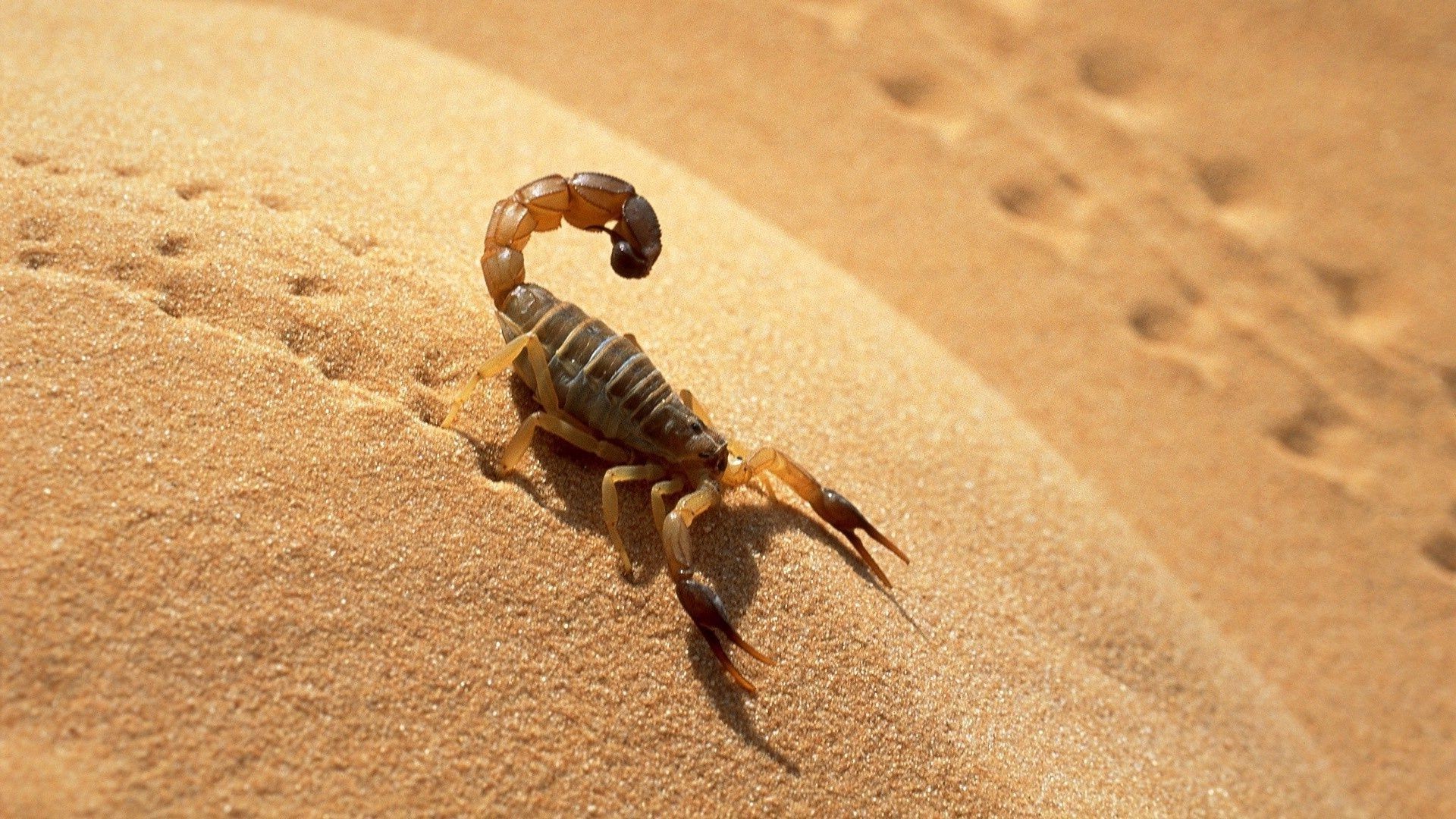 animals sand beach invertebrate desert nature one seashore shell daylight insect crab wildlife outdoors