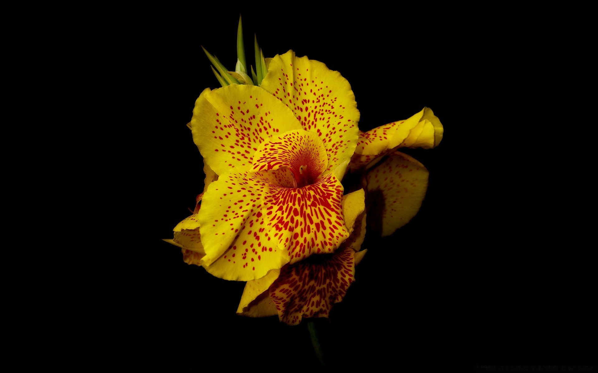 schwarz blume natur flora farbe floral blühen schön blütenblatt hell blatt garten tropisch exotisch zart isoliert