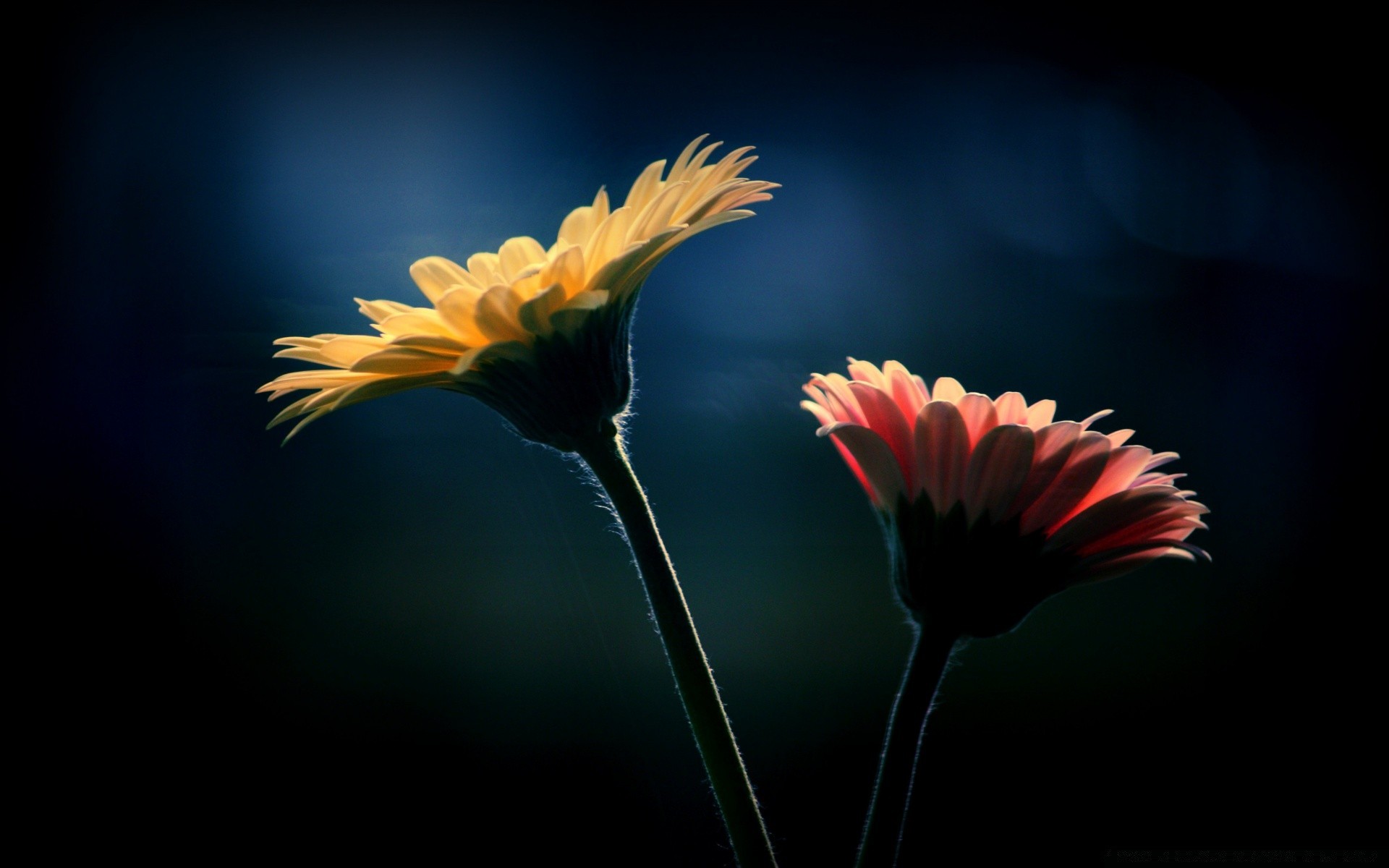 siyah çiçek doğa flora renk bahçe yaz petal büyüme