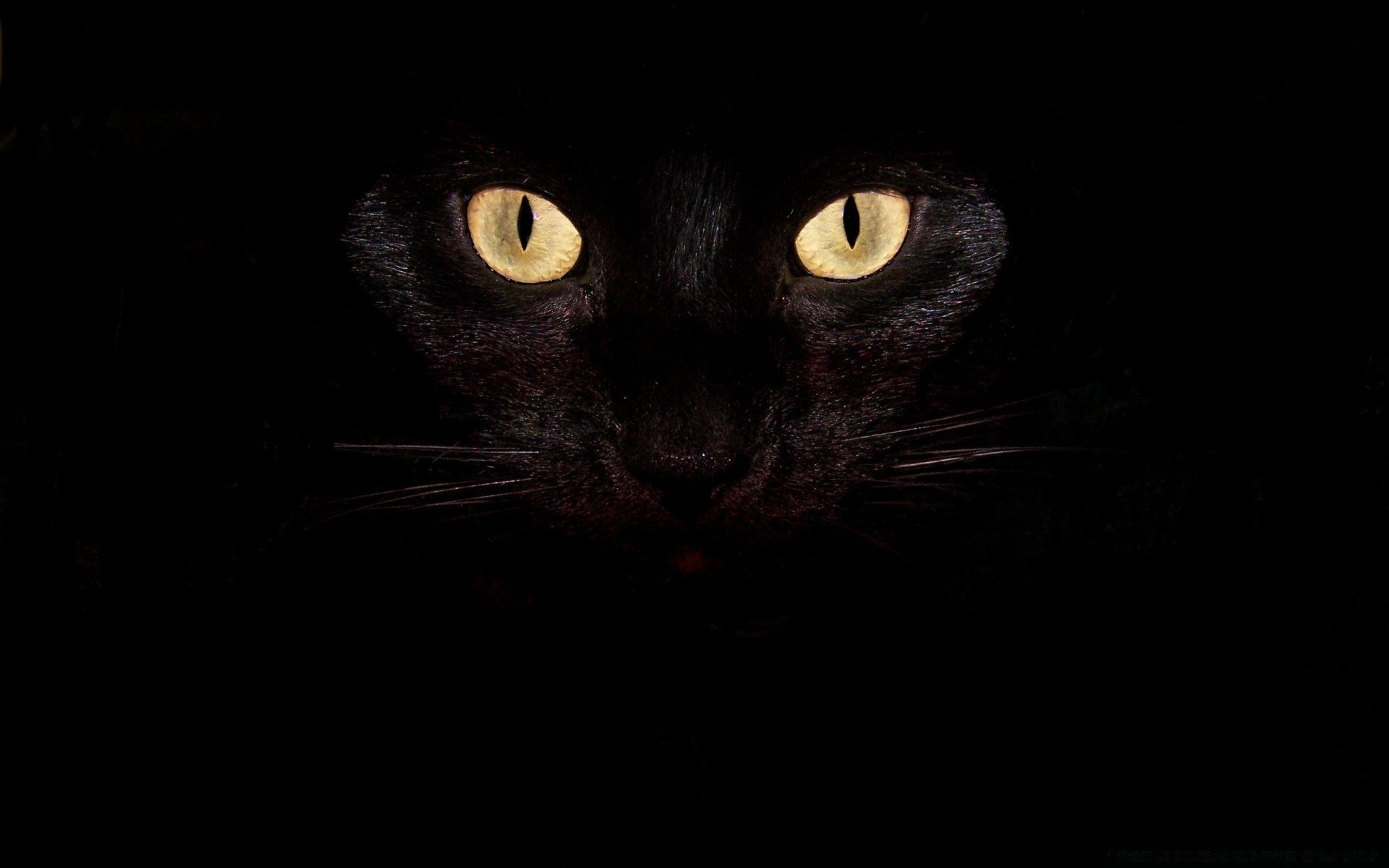 black cat portrait eye grey kitten pet staring animal cute one face monochrome domestic fur looking studio desktop hair young