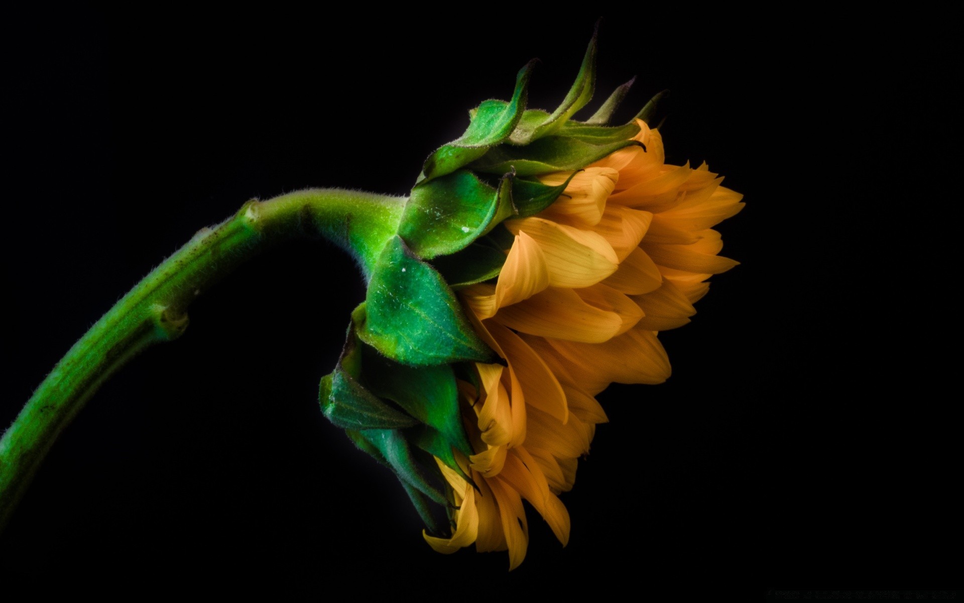 schwarz blume natur farbe flora blatt schön desktop garten schließen hell licht