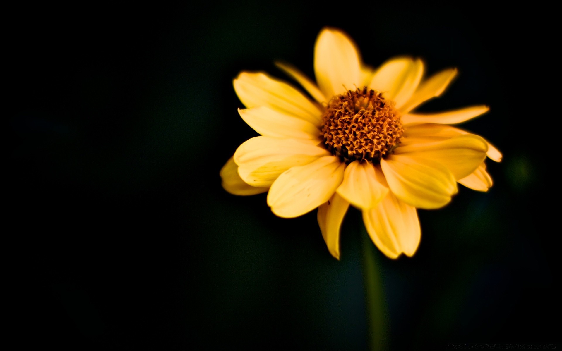 noir nature fleur flore été lumineux feuille croissance jardin couleur pétale