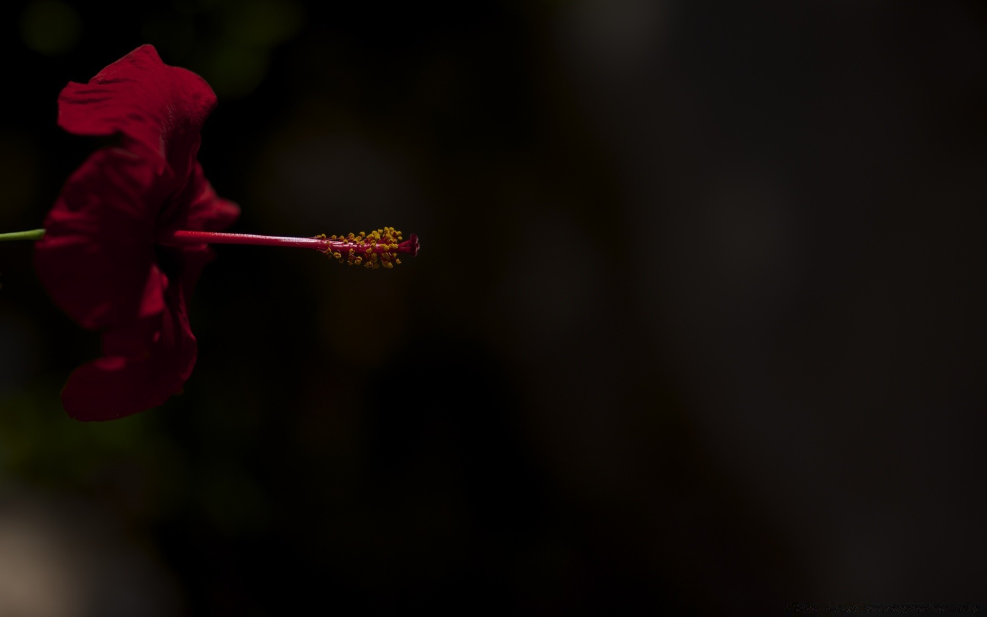 black flower abstract blur nature still life art flora light dof leaf dark focus