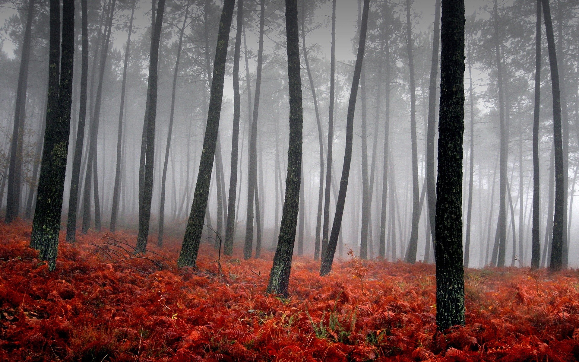 noir automne bois feuille nature arbre paysage saison parc à l extérieur brouillard flore brouillard aube environnement scénique lumière du jour beau temps