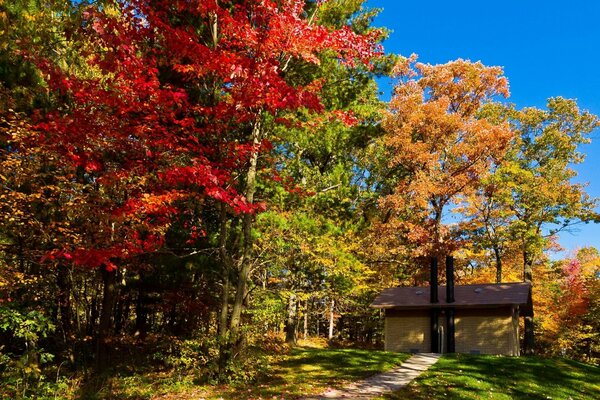 Paesaggio autunnale di alberi con foglie gialle e rosse