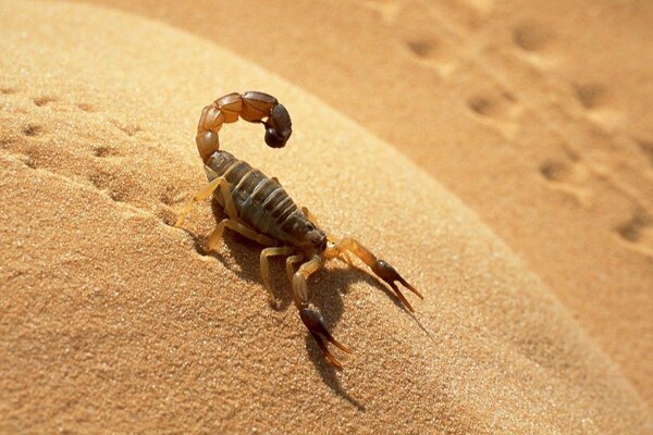 A dangerous scorpion is waiting for prey