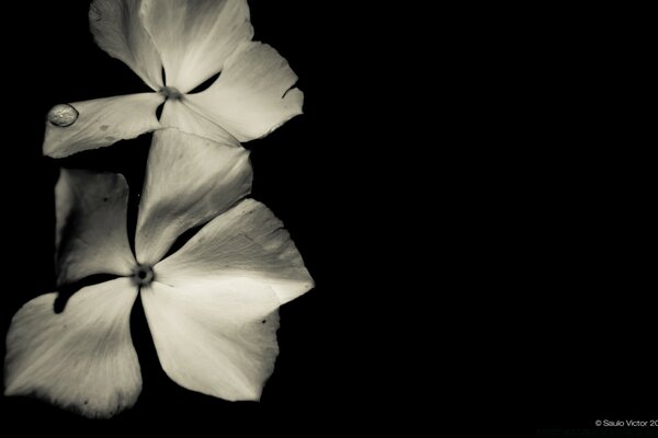 White flowers on a black background