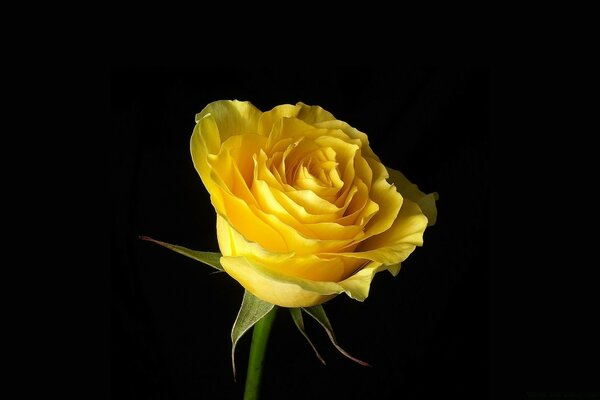 Rose jaune sur fond noir