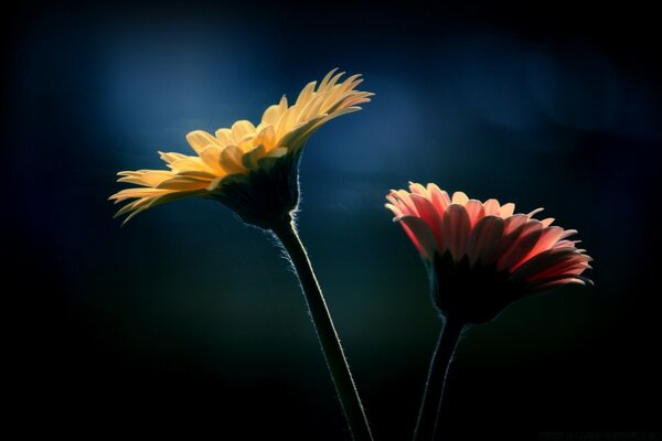 Fleur jaune et rouge sur fond bleu foncé