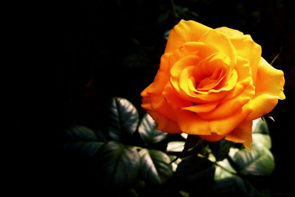 Orange rose on a black background