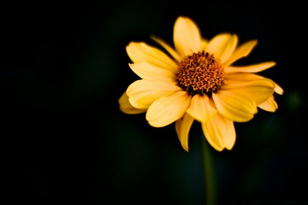 Gelbe Blume auf schwarzem Hintergrund