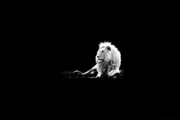 A statuesque lion on a black background