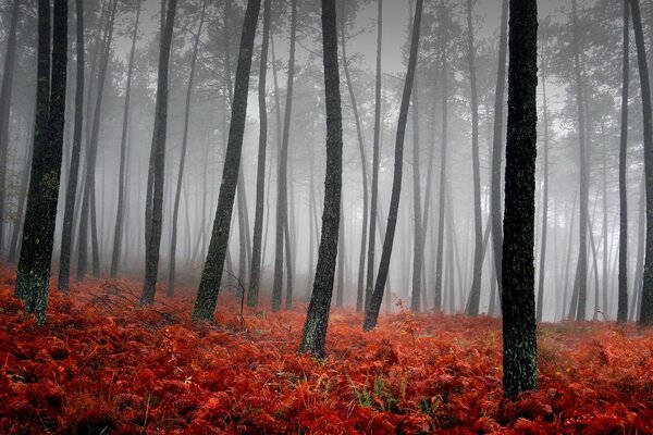 Schwarze Bäume in einem nebligen Wald mit orangefarbenen Blättern