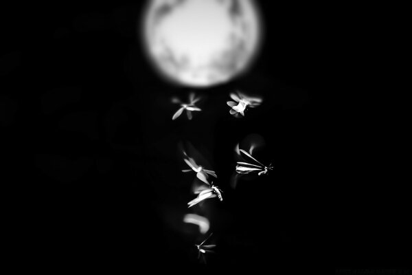 Mosquitoes fly in the dark against the background of the moon