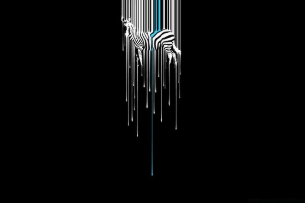 Zebra on a black background minimalism