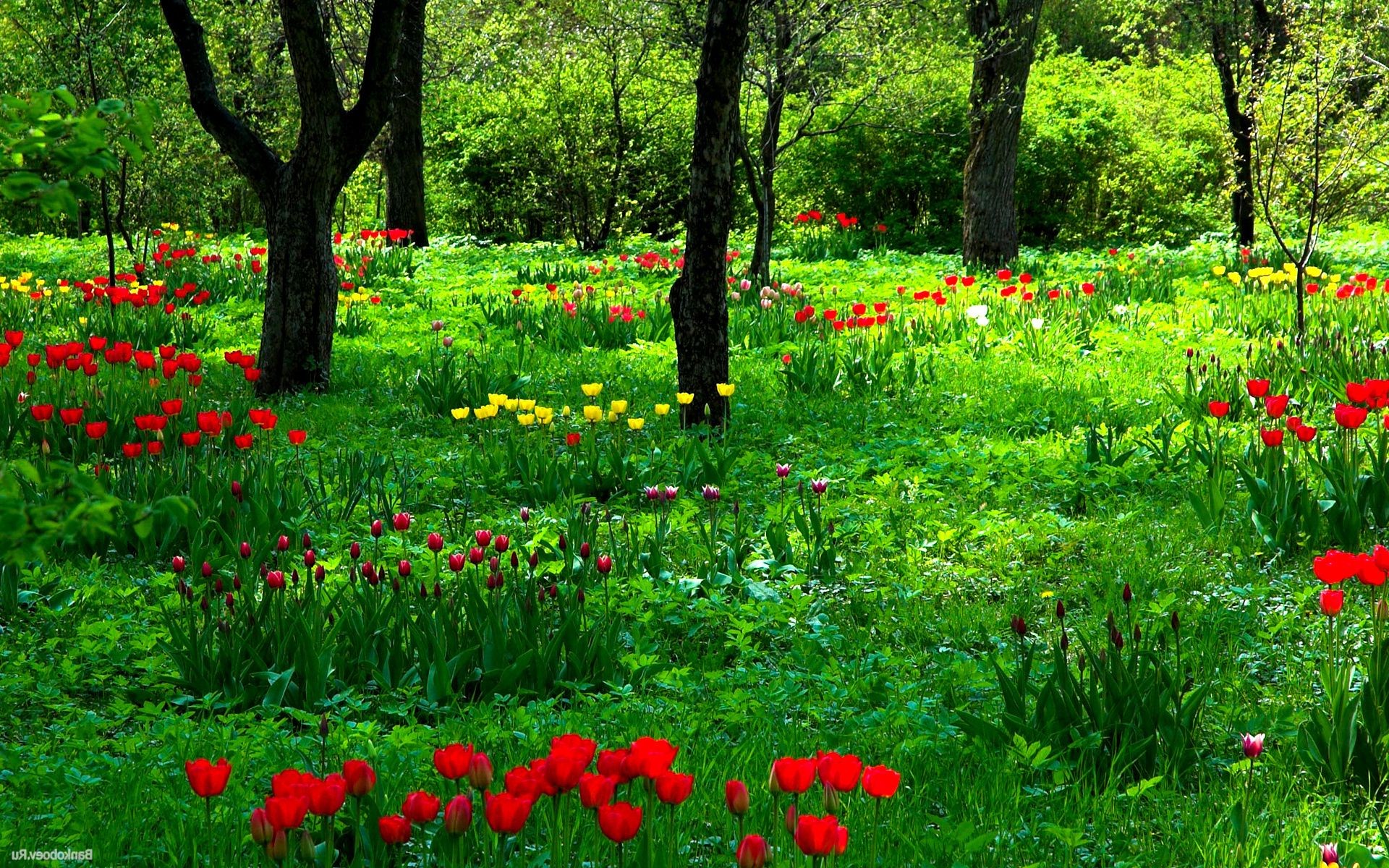 las kwiat natura ogród trawa flora lato liść sianokosy pole wzrostu poppy wiejski bluming krajobraz kwiatowy sezon park kolor na zewnątrz