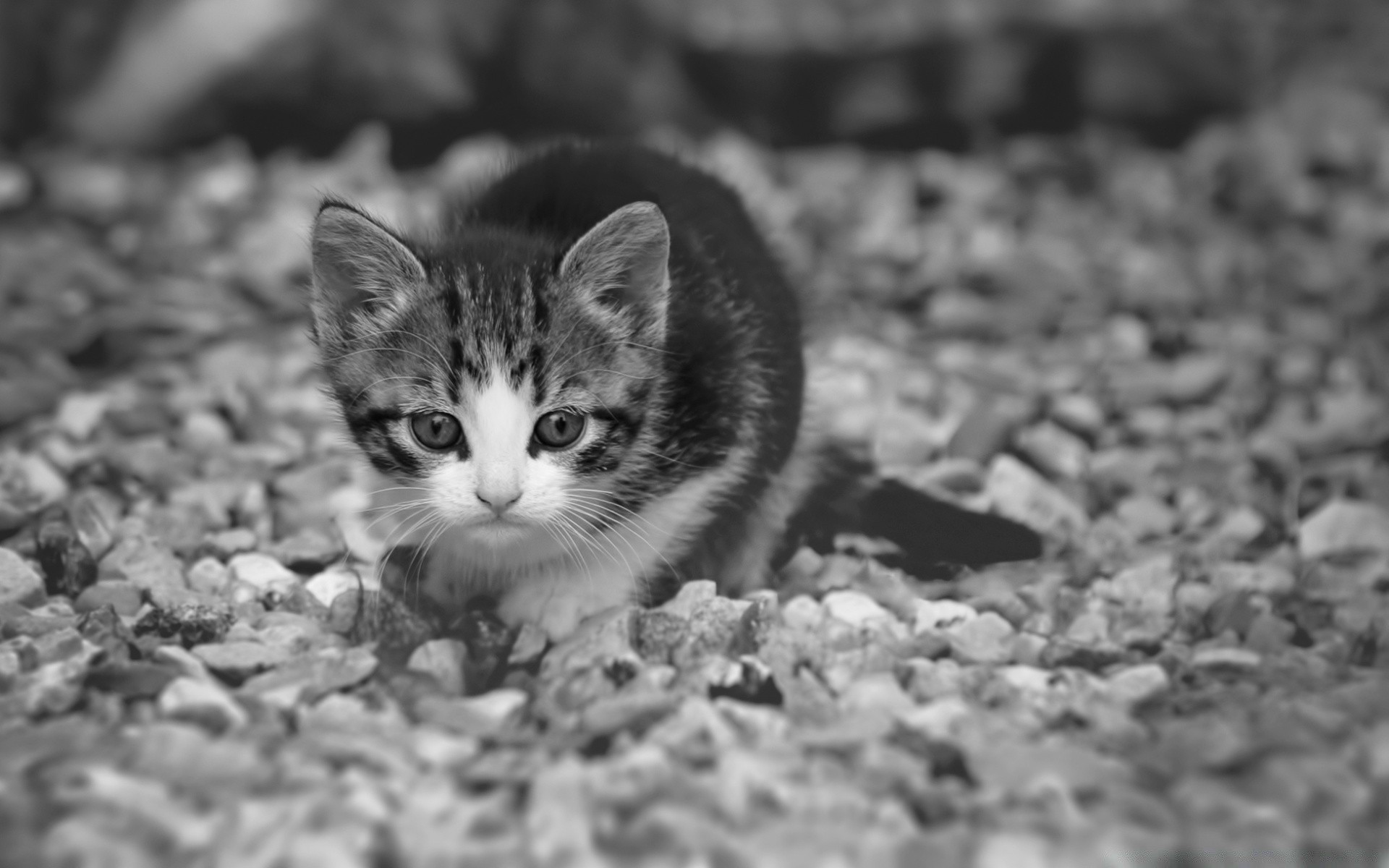 blanco y negro naturaleza lindo ojo al aire libre gato pequeño pelaje animal retrato