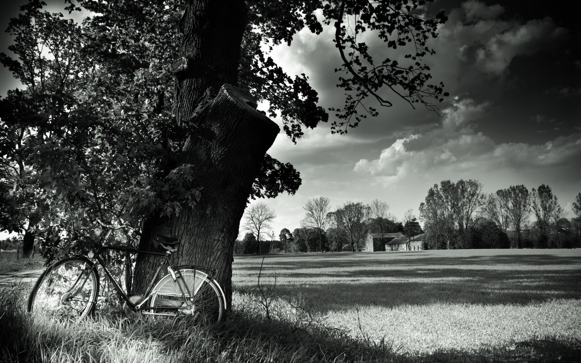 black and white tree landscape nature grass park outdoors monochrome rural road wood fall