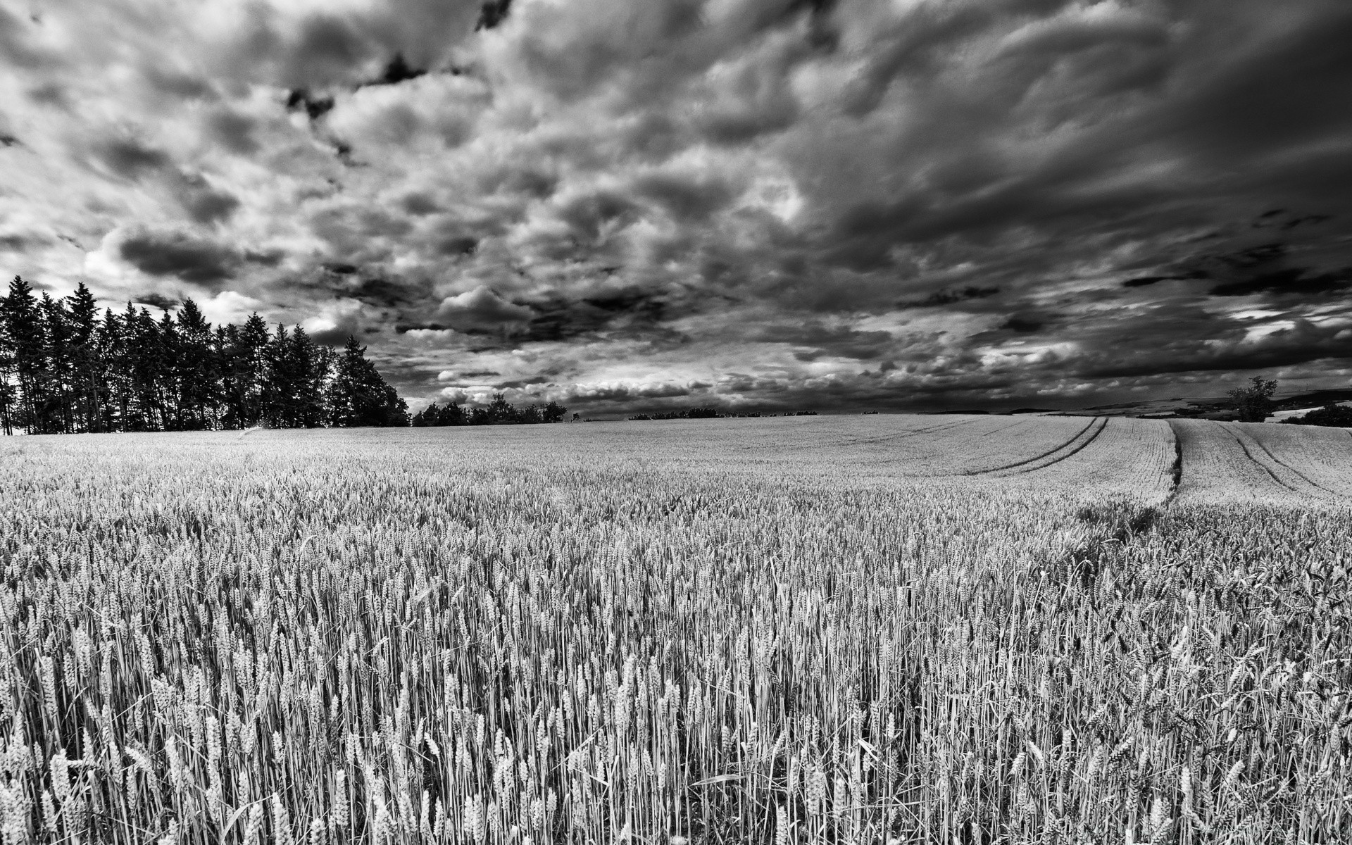 noir et blanc céréales blé agriculture paysage rural pâturage champ ferme maïs récolte nature en plein air terres cultivées