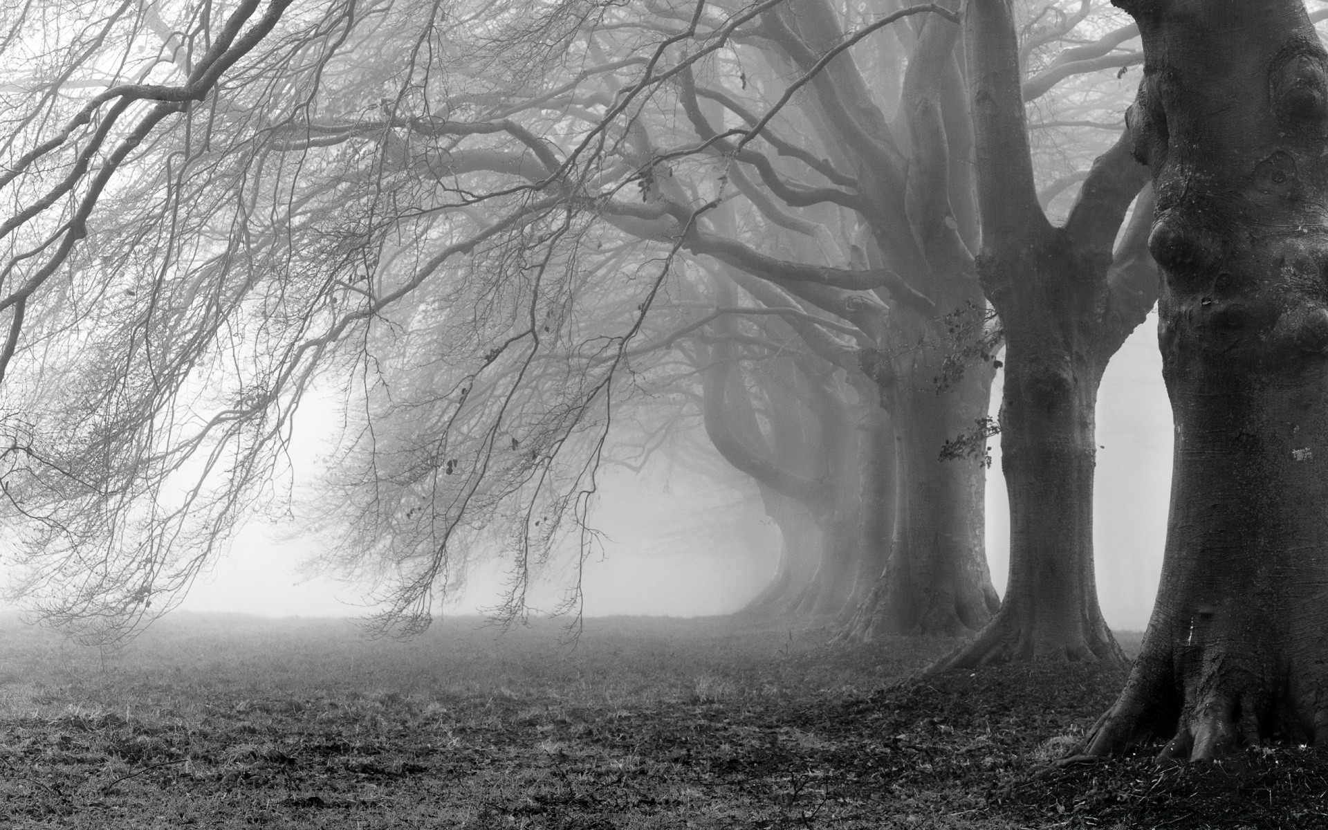 czarno-białe drzewo krajobraz mgła drewno mgła świt natura zima park oddział światło tajemnica podświetlany cień jesień monochromatyczny pogoda na zewnątrz