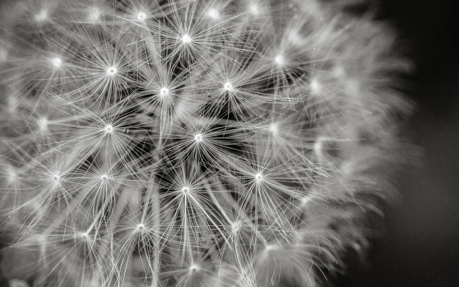 black and white dandelion fireworks bright downy festival flame monochrome abstract christmas seed nature rocket flash explosion new year party