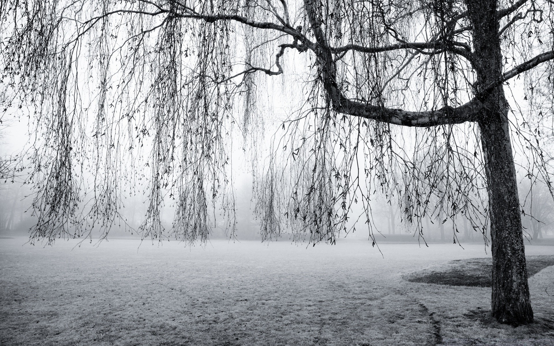 schwarz und weiß holz holz landschaft nebel winter nebel wetter park schnee zweig natur saison landschaftlich dämmerung kälte