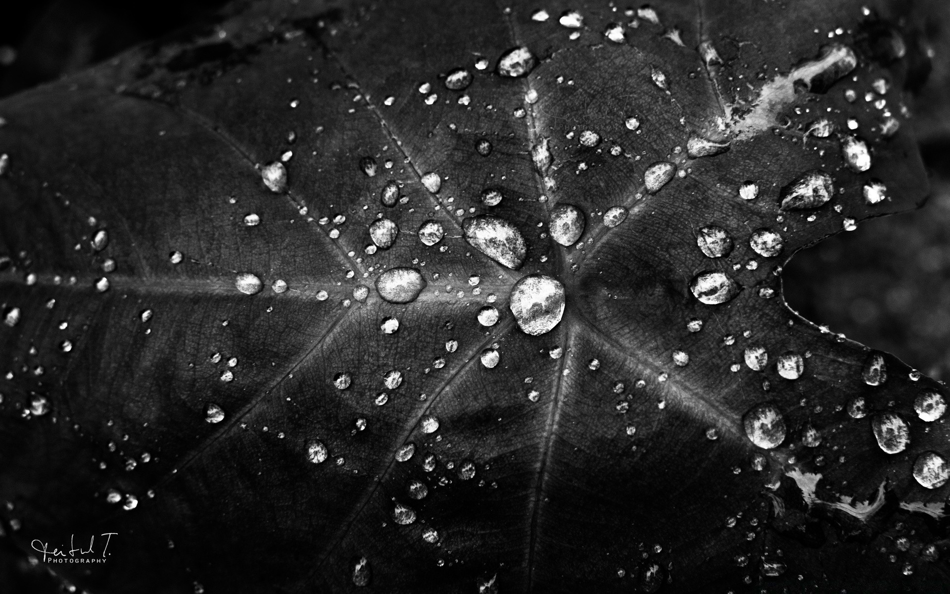 czarno-biała rosa deszcz spadek mokra woda pajęczyna natura waterdrop pająk krople krople liść zroszony flora bubble garden close-up texture