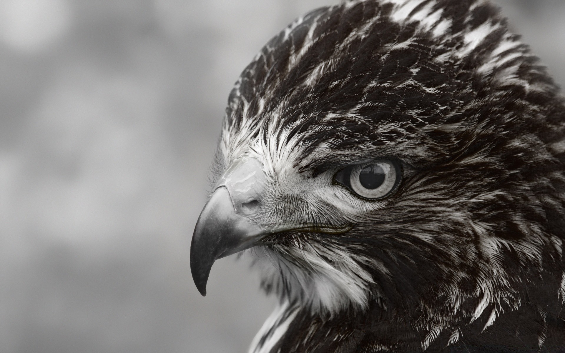 black and white eagle raptor wildlife bird prey eye portrait hawk nature falcon falconry wild predator animal zoo