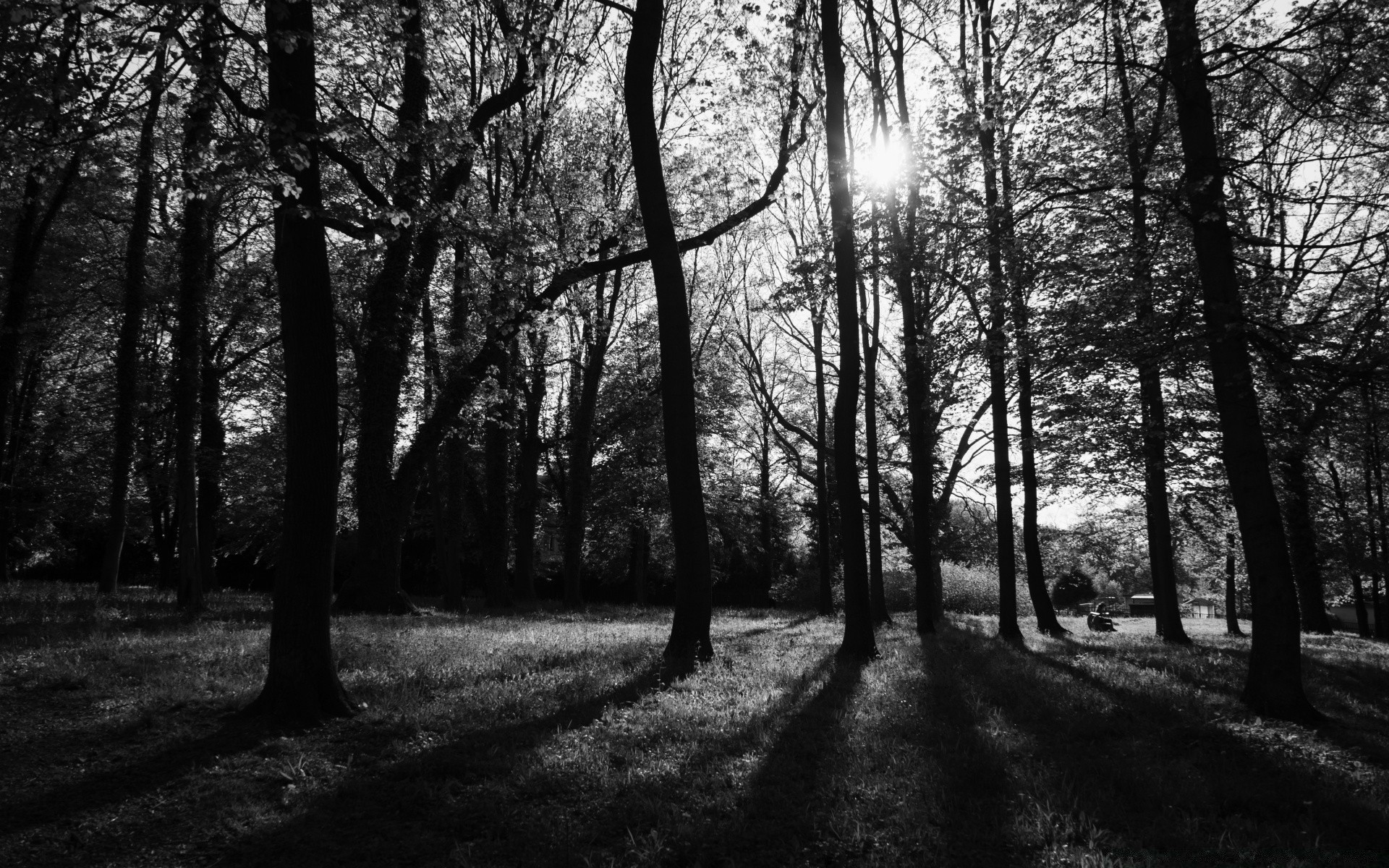 black and white tree landscape wood guidance nature park shadow dawn road fall mist fog leaf branch sun season footpath fair weather scenic