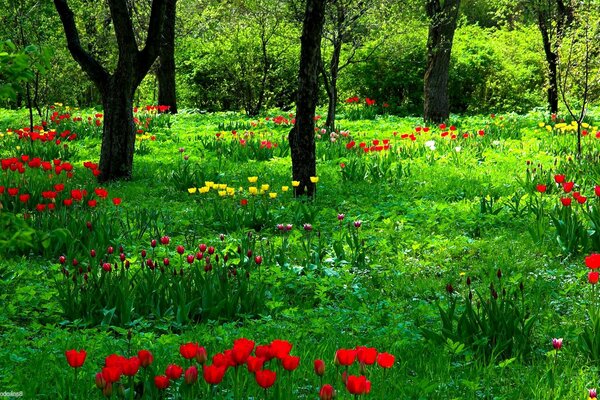 Radura della Foresta dei tudp rossi