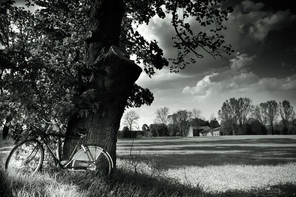 Fahrrad, das neben einem Baum steht