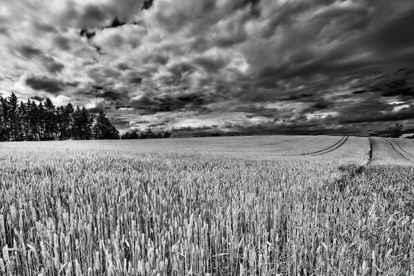 Black and white background of the field in cloudy weather