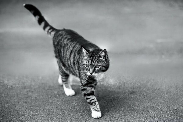 Black and white desktop background with a cat